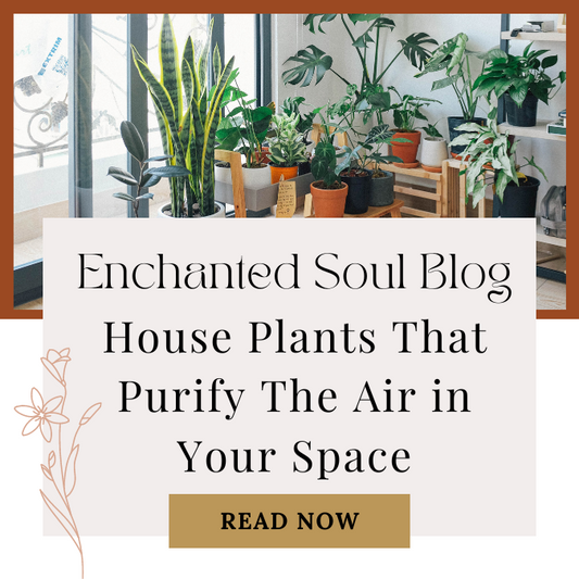 House Plants That Purify The Air In Your Space